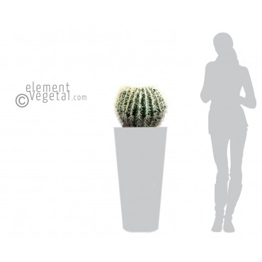Cactus Rond Artificiel