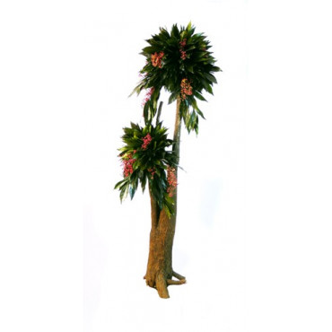 ARBRE BONSAÏ COCCULUS STABILISÉ HT 160 CM
