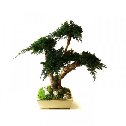 Bonsaï Juniperus Stabilisé Moyen