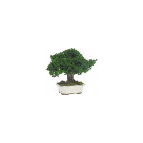 Bonsaï Juniperus Stabilisé Mini