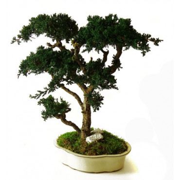 Bonsaï Juniperus Stabilisé Grand