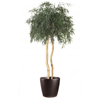 Eucalyptus Copa Nicoly Vert 200 cm