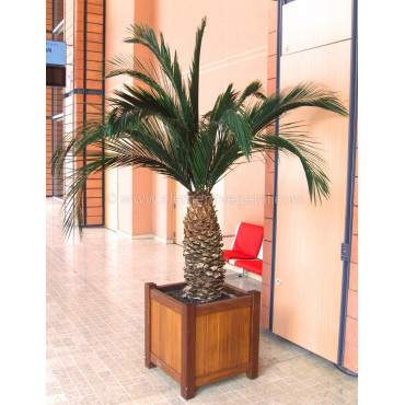 PALMIER PHOENIX ANANAS STABILISÉ 2.3M PALMIER PHOENIX ANANAS STABILISÉ 2.3M