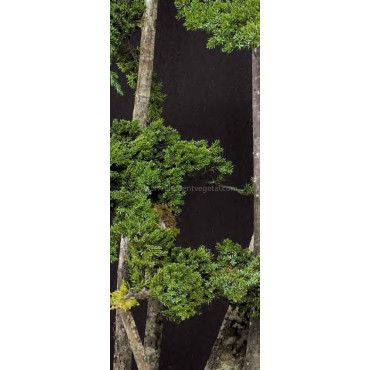 Arbre Bonsaï Juniperus Stabilisé Ht 190 cm