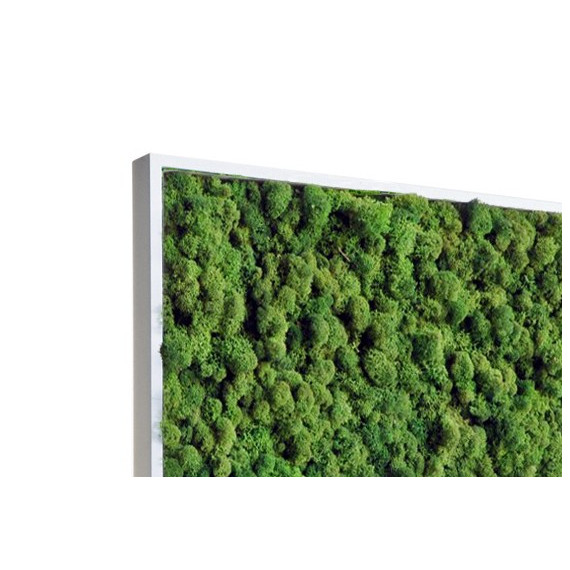 Tableau de Lichen Stabilisé Vert Nature 60