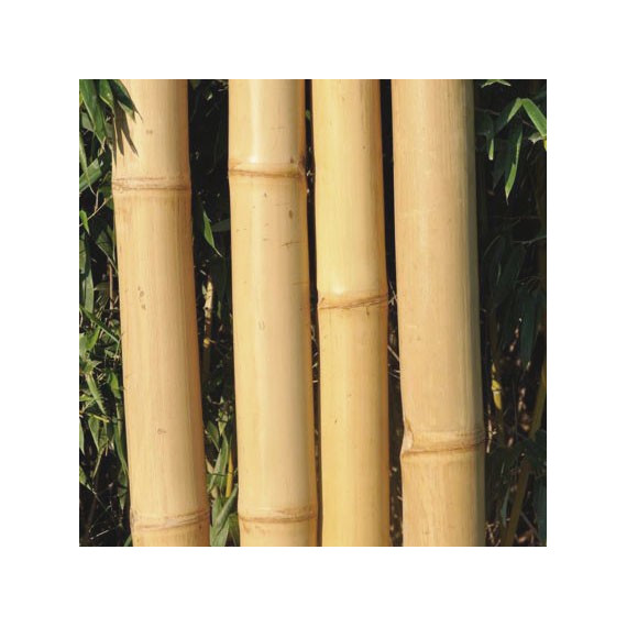 4 x Cannes de Bambou Clair Ht 200 cm x Diam 8-10 cm