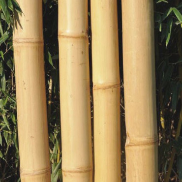 10 x Cannes de Bambou Clair Ht 300 cm x Diam 3-4 cm