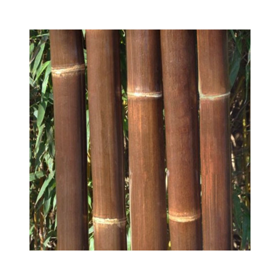 15 x Cannes de Bambou Noir Ht 200 cm x Diam 3-4 cm