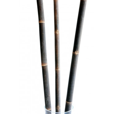 8 x Cannes de Bambou Noir Ht 200 cm x Diam 5-6 cm