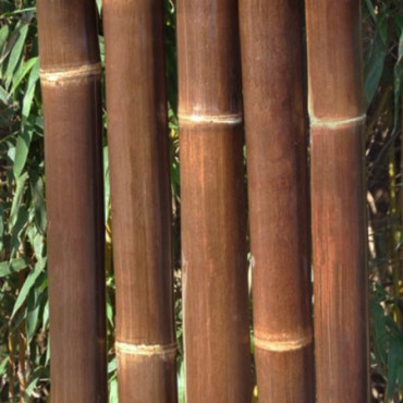 4 x Cannes de Bambou Noir Ht 300 cm x Diam 6-8 cm