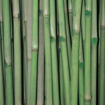6 x Cannes de Bambou Teinté Vert Ht 200 cm x Diam 5-6 cm