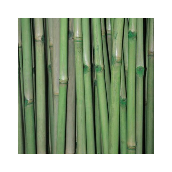 6 x Cannes de Bambou Teinté Vert Ht 200 cm x Diam 5-6 cm