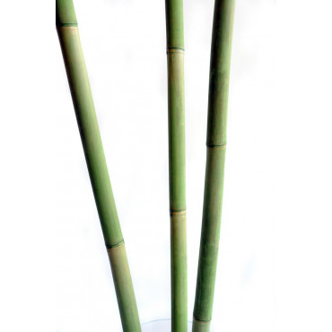 6 x Cannes de Bambou Teinté Vert Ht 200 cm x Diam 5-6 cm