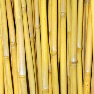 6 x Cannes de Bambou Teinté Jaune Ht 200 cm x Diam 5-6 cm