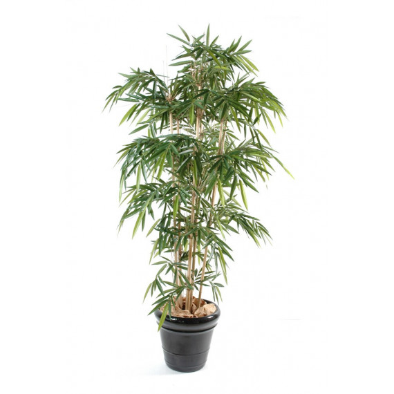 Bambou Semi-naturel