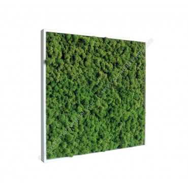 Tableau de Lichen Stabilisé Vert Nature 60