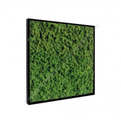 Lichen Des Rennes Stabilisé Blanchi - 120g - Décoration Naturelle, Art Floral, Crèche - Naturosphère