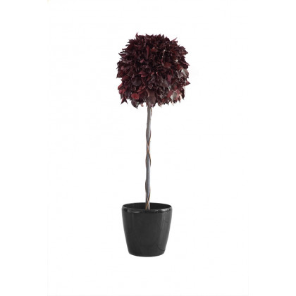 Topiaire Boule de Lierre Stabilisé - Rouge diamètre 45 cm Topiaire Boule de Lierre Stabilisé - Rouge diamètre 45 cm