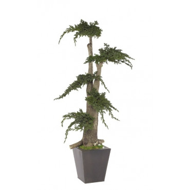 Arbre Bonsaï Juniperus Stabilisé Ht 100 cm