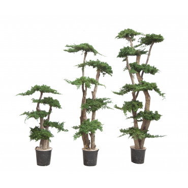 Arbre Juniperus Stabilisé Ht 100 cm