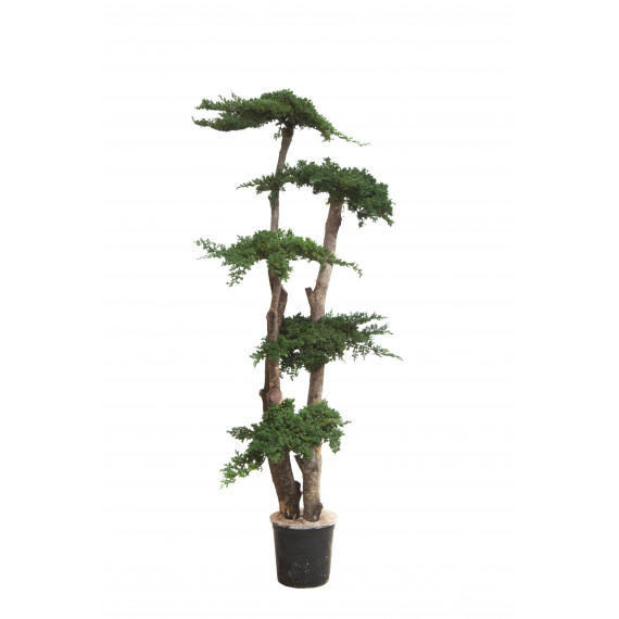 Arbre Juniperus Stabilisé Ht 160 cm