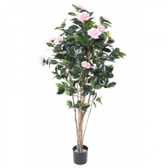 Camélia Japonica Rose Semi-Naturel