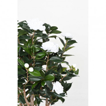 Camélia Japonica Blanc Semi-Naturel