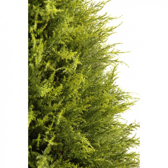 Cyprès Juniperus Semi-Naturel