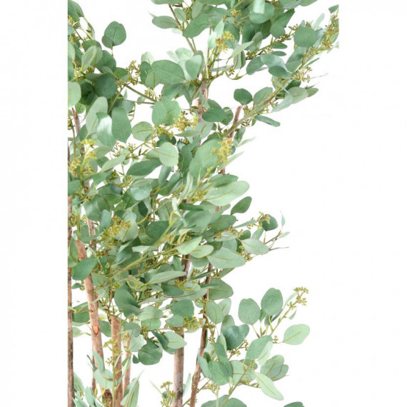 Eucalyptus Semi-Naturel