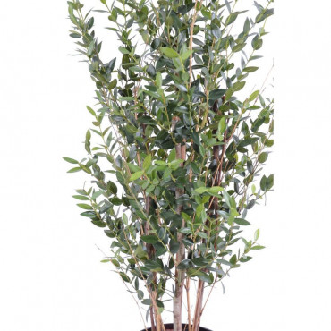 Eucalyptus Buisson Semi-Naturel