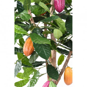 Cacaoyer semi-naturel