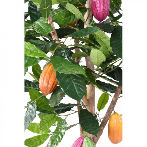 Cacaoyer semi-naturel