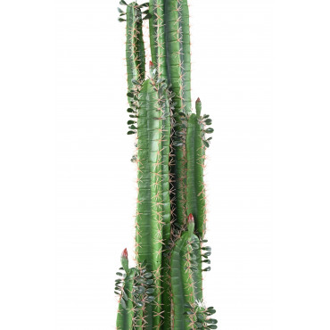 Cactus Finger B