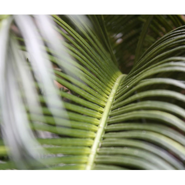 PALMIER DE CYCAS ARTIFICIEL 60 CM UV