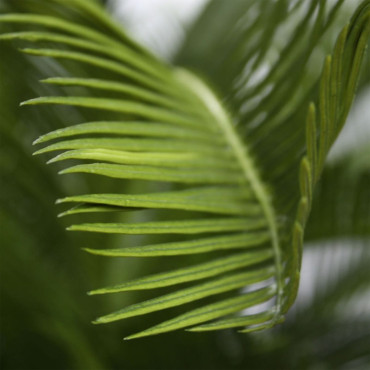 PALMIER DE CYCAS M DELUXE 80 CM UV