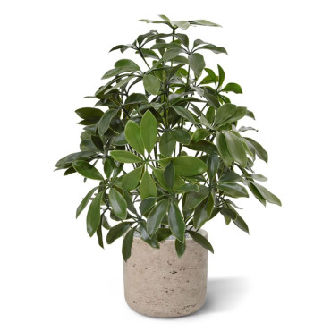 SCHEFFLERA PLANTE ARTIFICIELLE DE 50 CM ANTI-UV