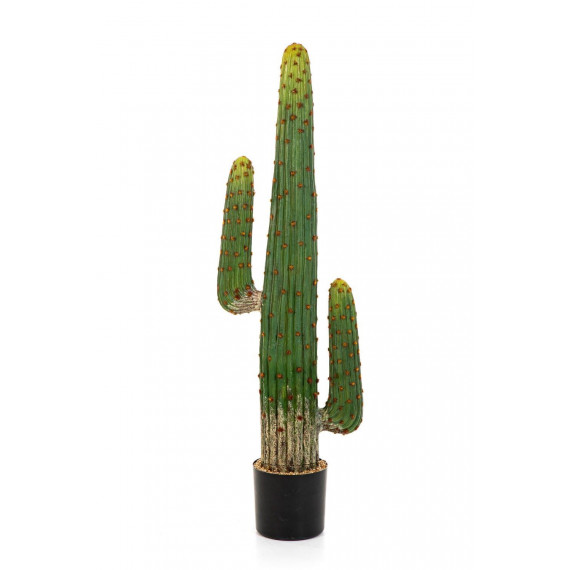 Cactus Mexicain 125cm