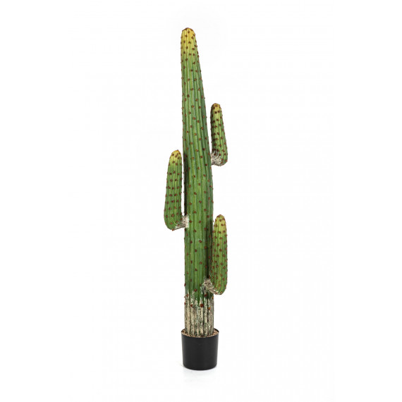 Cactus Mexicain 170cm