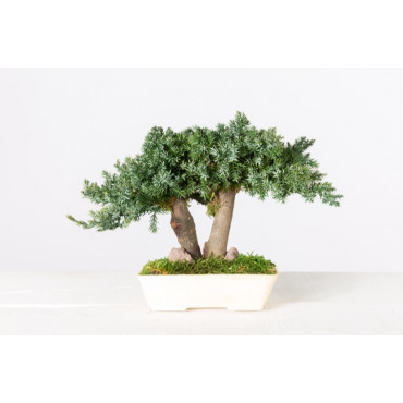 Bonsaï Juniperus Stabilisé Mini