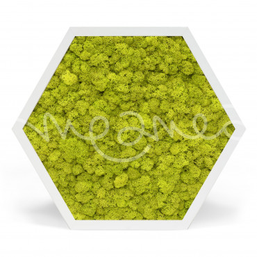 Element 6 Lichen Vert Citron