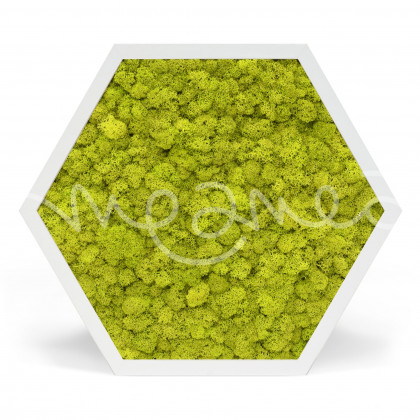 Element 6 Lichen Vert Citron