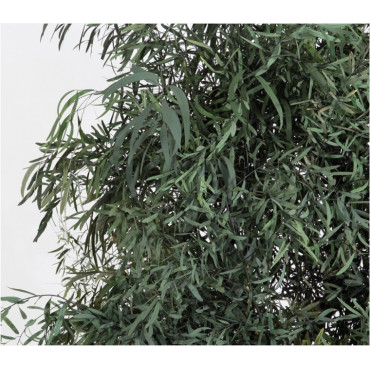 Eucalyptus Nicoly Stabilisé - Vert