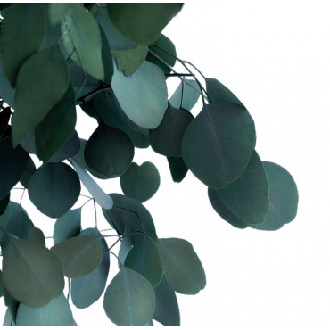 Eucalyptus Populus Stabilisé Sur Tige - Vert