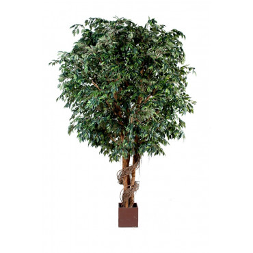 Ficus Géant Semi-Naturel