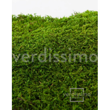 Mousse plate stabilisée vert en vrac Mousse plate stabilisée vert en vrac