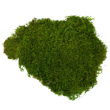 Mousse plate stabilisée vert en vrac