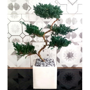 Bonsaï 100% stabilisé pot cylindre
