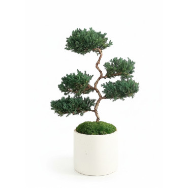 Bonsaï 100% stabilisé pot cylindre