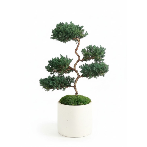 Bonsaï 100% stabilisé pot cylindre