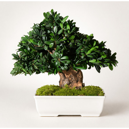 Bonsai Tobira 40cm